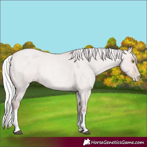 Horse Color:Platinum Silver Bay Roan Pearl Dun Tobiano Rabicano 