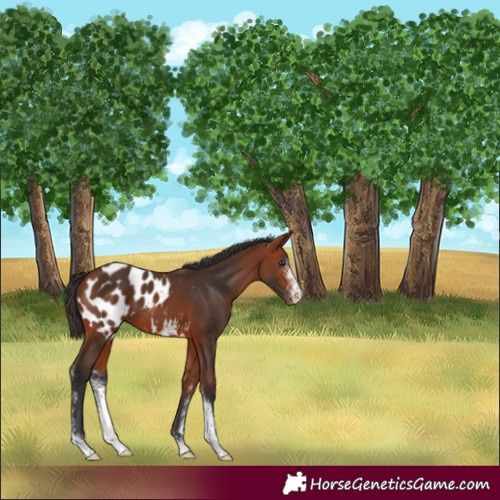 Horse Color:Bay Sabino Appaloosa