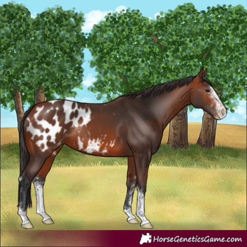 Horse Color:Bay Sabino Blanket 