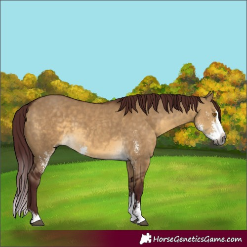 Horse Color:Gray Chocolate Buckskin Dun Sabino Splash Rabicano 