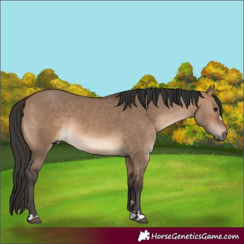 Horse Color:Brown Dun