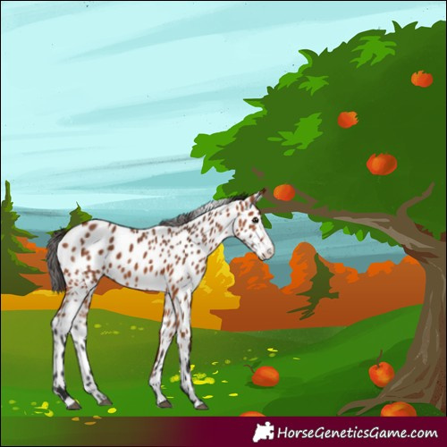 Horse Color:Bay Sabino Appaloosa 