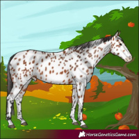 Horse Color:Bay Sabino Near Leopard 