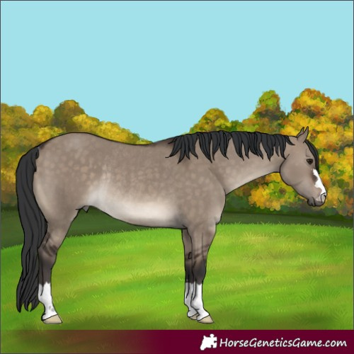 Horse Color:Brown Dun Rabicano