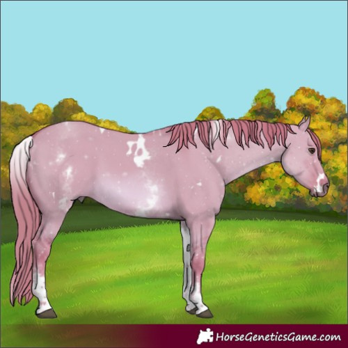 Horse Color:Watercolor White Spotted Red Dun