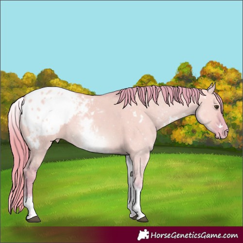 Horse Color:Watercolor White Spotted Red Dun Appaloosa 