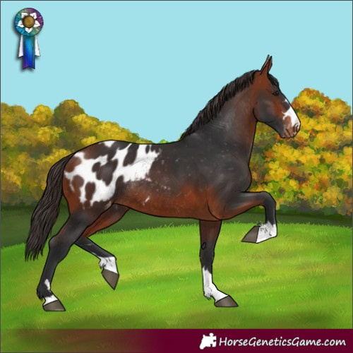 Horse Color:Bay Appaloosa Rabicano