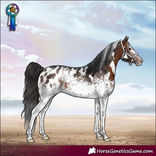 Horse Color:White Spotted Brown Appaloosa 