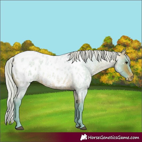 Horse Color:Watercolor White Spotted Silver Bay Roan Appaloosa 