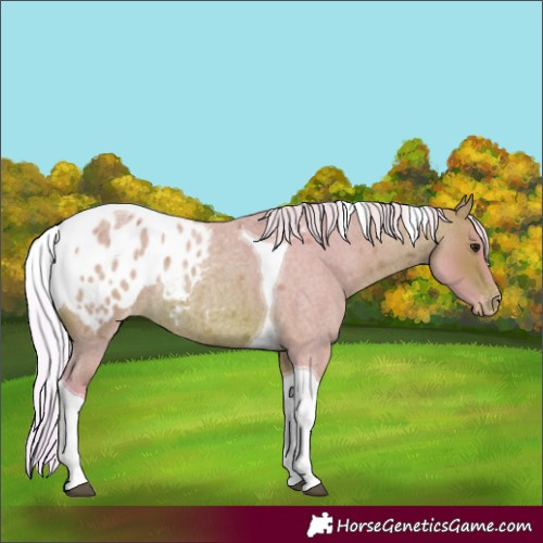 Horse Color:Watercolor Silver Bay Roan Tobiano Appaloosa Rabicano