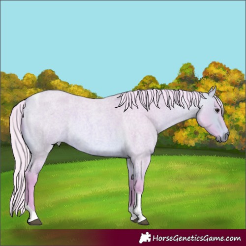 Horse Color:Watercolor Silver Bay Roan Tobiano Rabicano