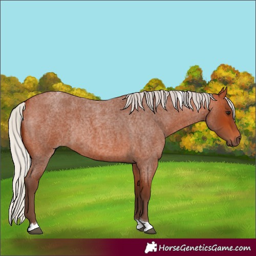 Horse Color:Silver Bay Roan Tobiano Rabicano