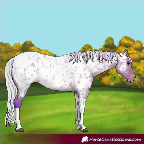 Horse Color:Watercolor Silver Bay Roan Dun Tobiano Appaloosa 