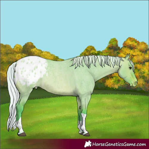 Horse Color:Watercolor Silver Bay Roan Dun Tobiano Appaloosa