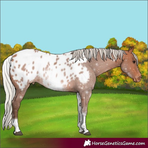 Horse Color:White Spotted Silver Bay Appaloosa Rabicano