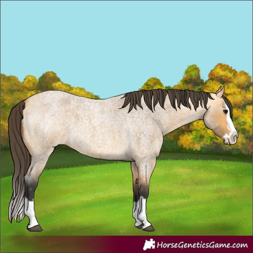 Horse Color:Buckskin Roan Splash 