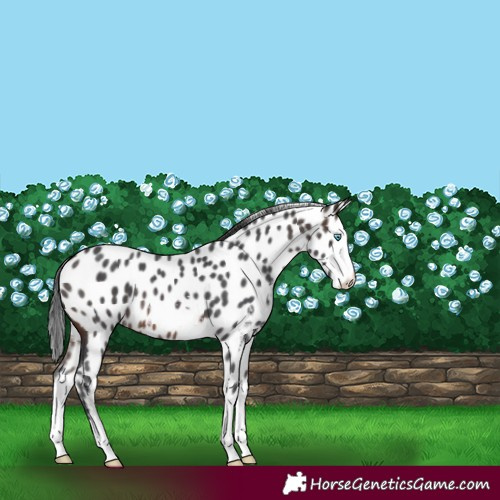 Horse Color:Brown Sabino Splash Appaloosa 