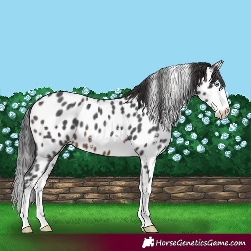 Horse Color:Brown Sabino Splash Near Leopard
