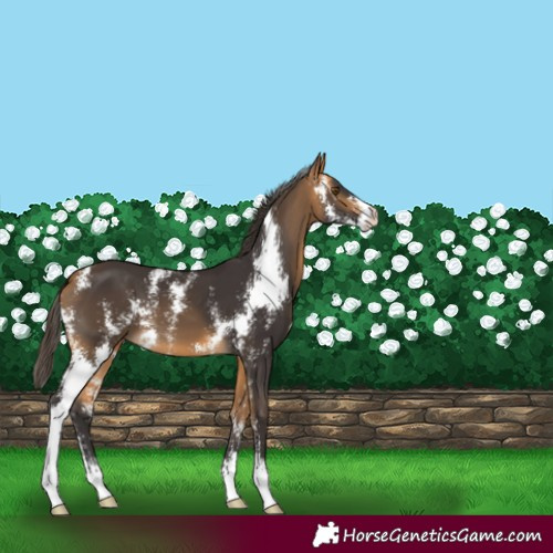 Horse Color:Buckskin Sabino