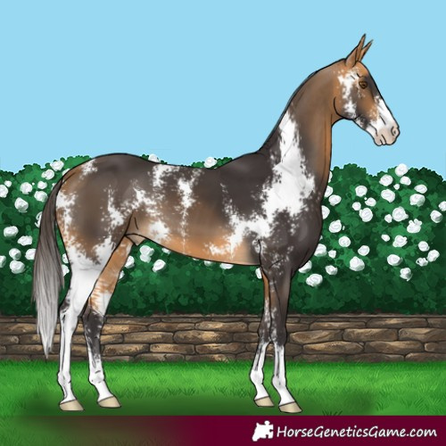Horse Color:Buckskin Sabino 
