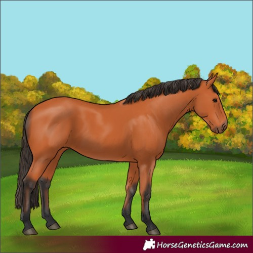 Horse Color:Unknown 