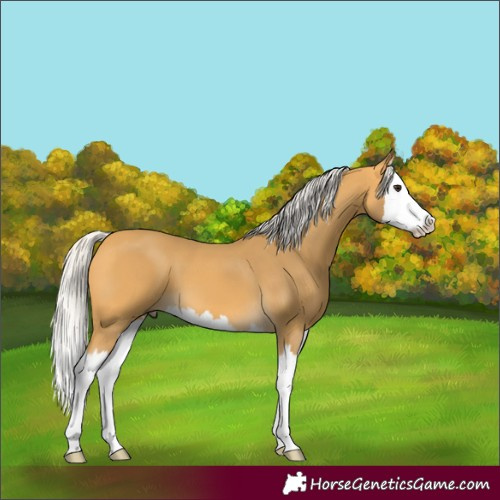 Horse Color:Silver Buckskin Splash 