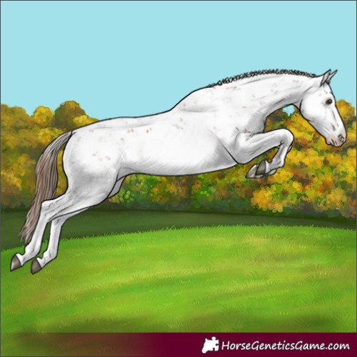 Horse Color:Chestnut Sabino 