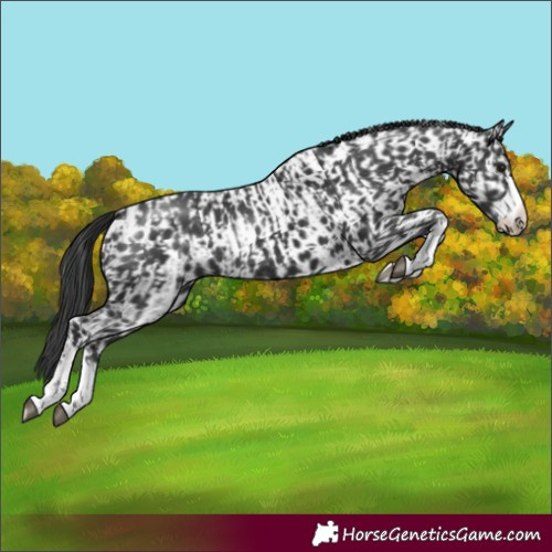 Horse Color:Black and Black Near Leopard