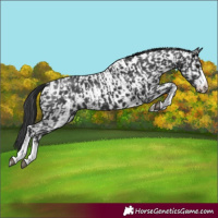 Horse Color:Black and Black Appaloosa
