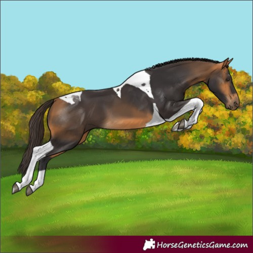 Horse Color:Buckskin Tobiano 