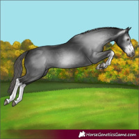 Horse Color:Gray White Spotted Liver Chestnut