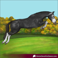 Horse Color:Gray White Spotted Liver Chestnut