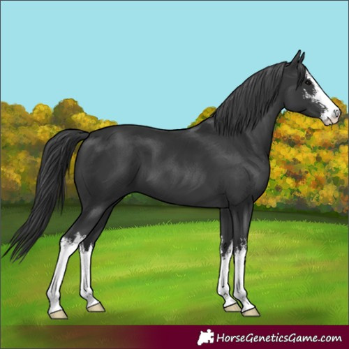 Horse Color:White Spotted Black