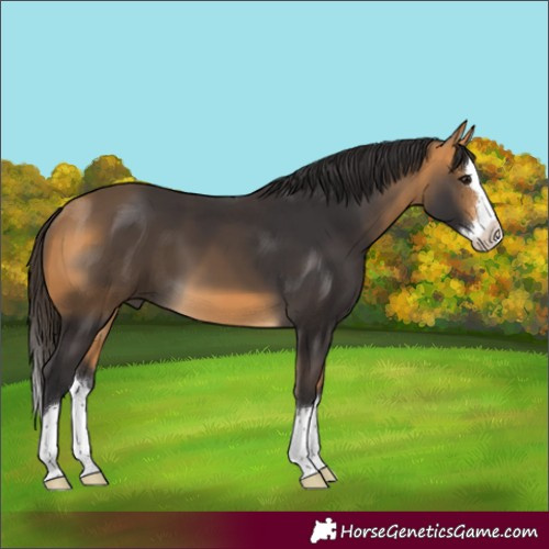 Horse Color:Buckskin Splash 