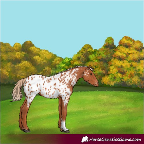 Horse Color:Unknown 
