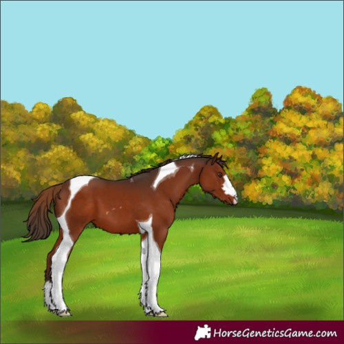 Horse Color:Unknown 
