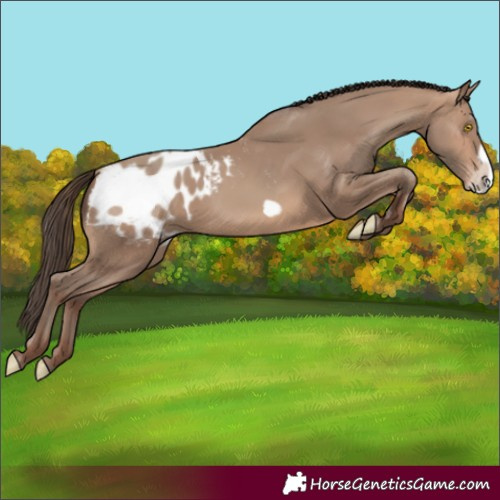 Horse Color:Sable Champagne Frame Appaloosa