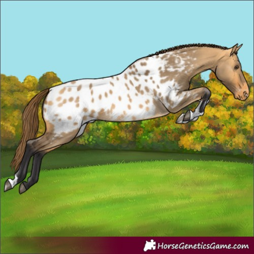 Horse Color:Buckskin Dun Tobiano Appaloosa 