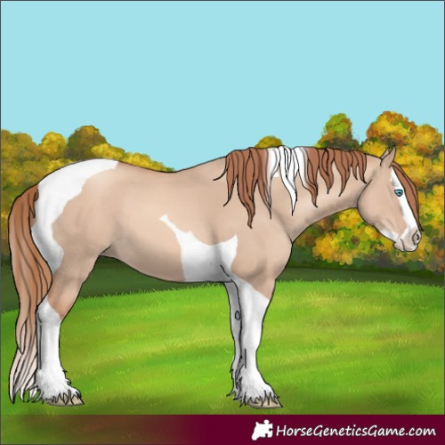 Horse Color:Gold Champagne Dun Splash Tobiano 