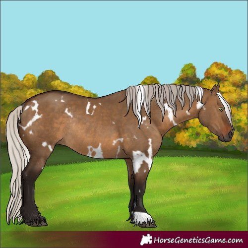 Horse Color:Gray White Spotted Silver Brown Dun Rabicano 