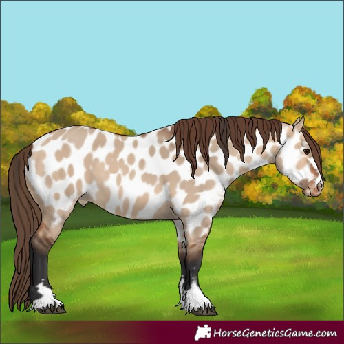 Horse Color:Bay Dun Near Leopard