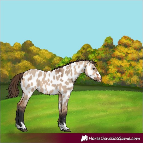 Horse Color:Bay Dun Appaloosa 