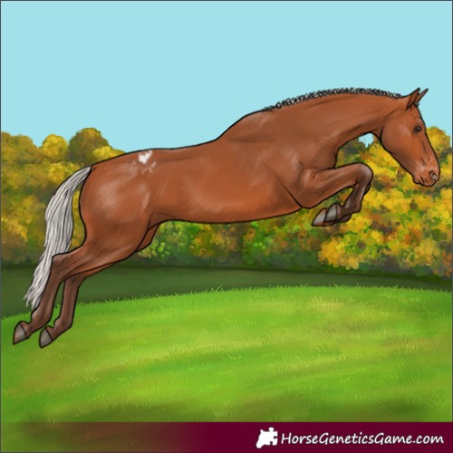 Horse Color:Silver Bay Appaloosa Rabicano 
