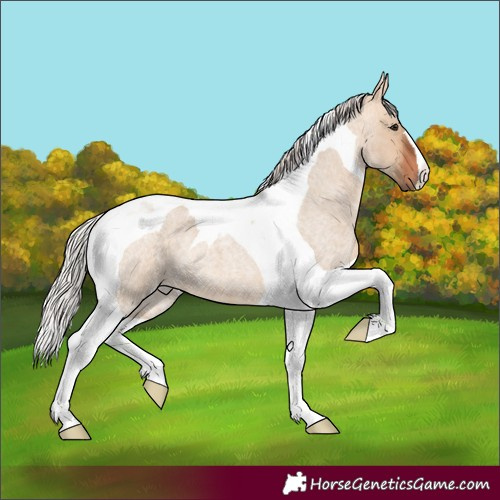 Horse Color:Silver Bay Roan Dun Tobiano 