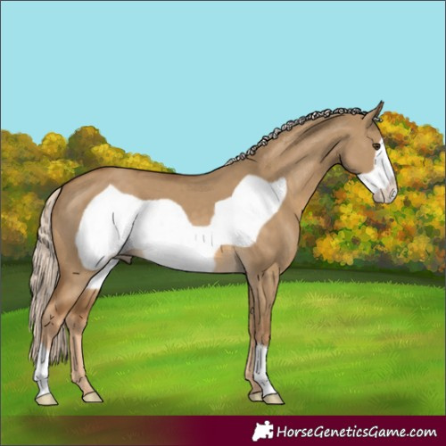 Horse Color:Chocolate Palomino Dun Frame 