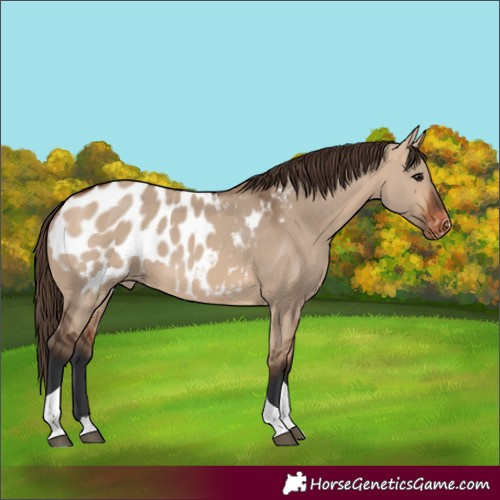 Horse Color:Bay Dun Tobiano Blanket 