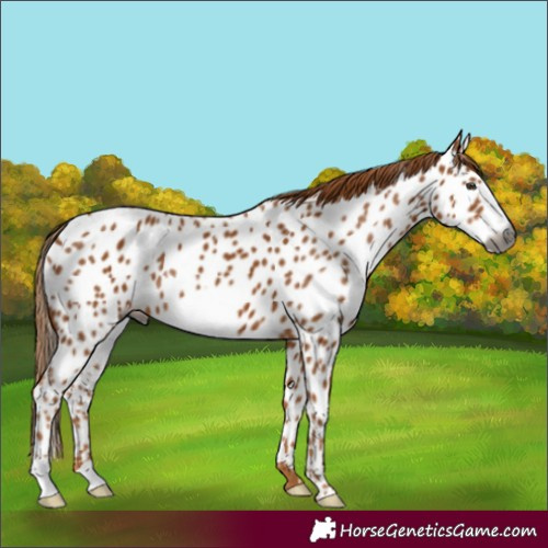 Horse Color:Gray Chestnut Frame Near Leopard 