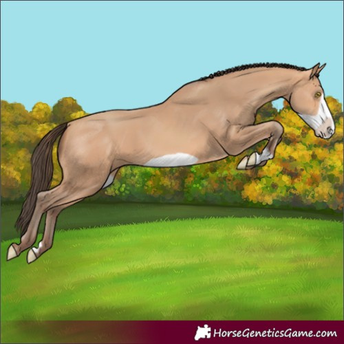 Horse Color:Amber Champagne Frame 