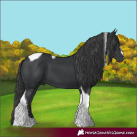 Horse Color:Black Tobiano