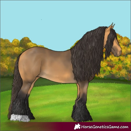 Horse Color:Buckskin 